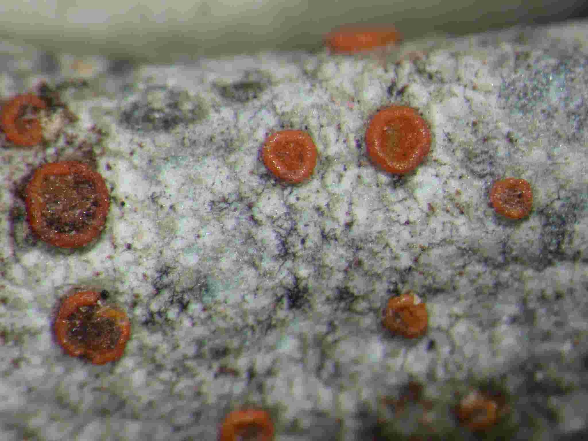 [Caloplaca aegatica]